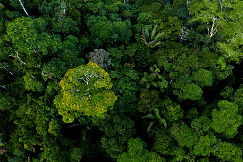 Philippines Publishes New Regulations on Forest Carbon Credit